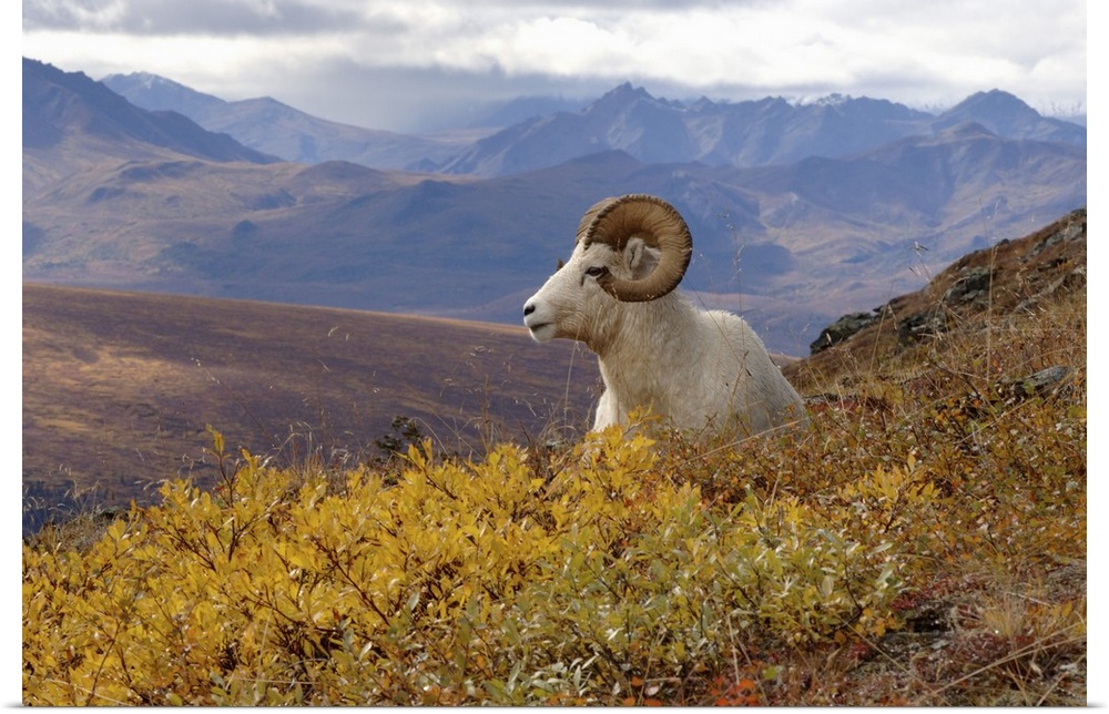 Dall Sheep (Ovis dalli) ram resting on a hillside during fall colors, Mount Margaret, Denali National Park, Interior, Alaska.