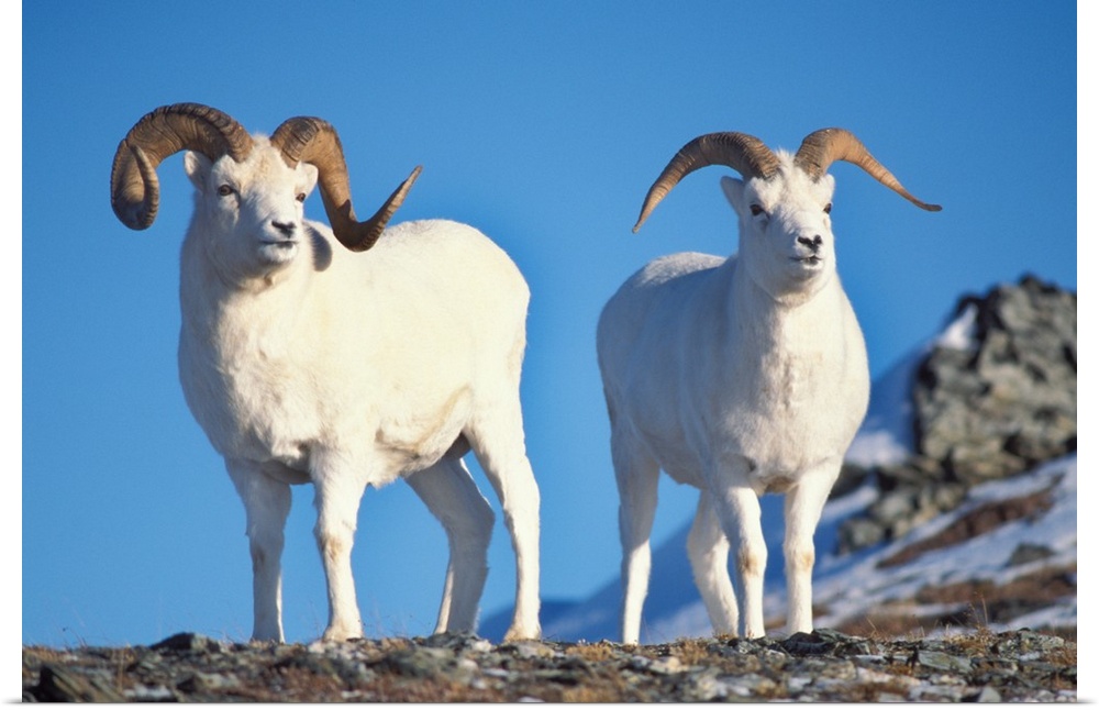 Dall sheep (Ovis dalli), pair of rams on Mount Margaret, Denali National Park, interior of Alaska.