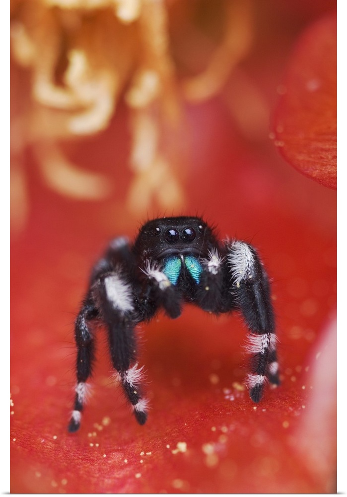 Daring Jumping Spider, Phidippus audax, adult  in Texas Prickly Pear Cactus (Opuntia lindheimeri) blossom, Uvalde County, ...