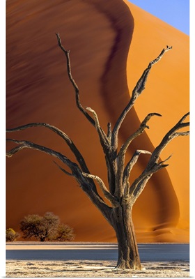 Dead Tree And Sand Dune, Namibia, Sossusvlei, Namib-Naukluft National Park