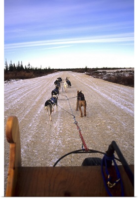 Dog sledding team on the tundra near Churchill Northern Studies Centre, Canada