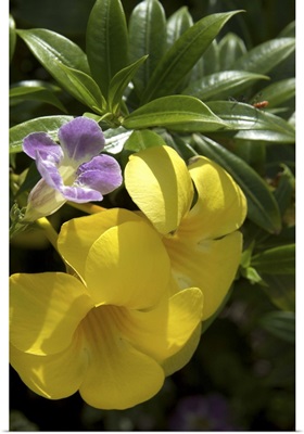 Dominican Republic, La Altagracia, Punta Cana, Bavaro, Allamanda flower