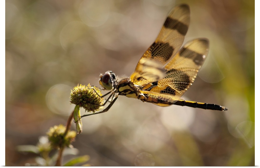 dragonfly, Loxahatchee NWR, Florida