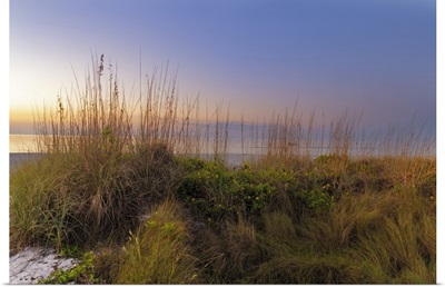 Dune Sunflowers And Sea Oats Along Sanibel Island Beach In Florida, USA