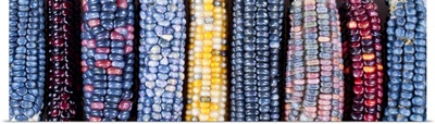 Ears of Native American corn (Zea mays) including Hopi Blue, Vadito Blue, Escondido Blue