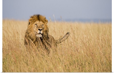 East Kenya, Mara Conservancy, male lion