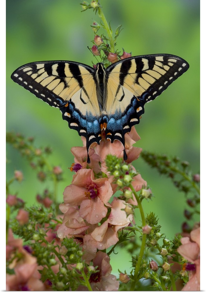 Eastern Tiger Swallowtail Butterfly, Papilio glaucus.