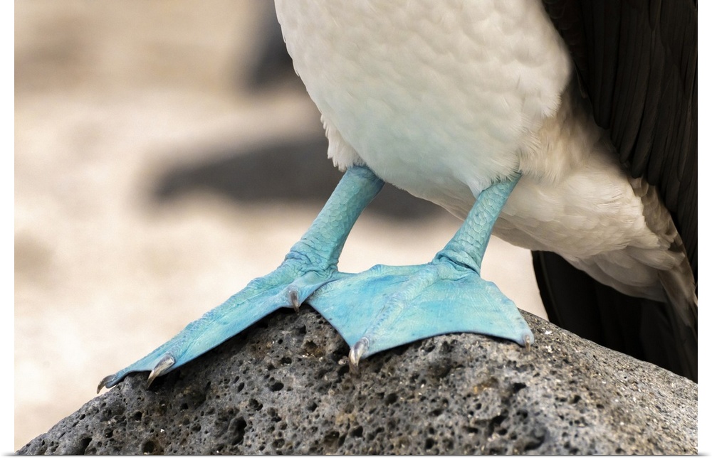 Ecuador, Galapagos National Park, Isla Lobos. Close-up of blue-footed booby's webbed feet.