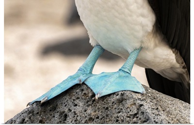 Ecuador, Galapagos National Park, Isla Lobos, Blue-Footed Booby's Webbed Feet