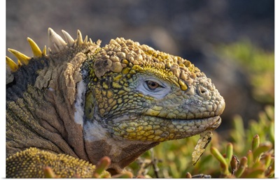 Ecuador, Galapagos National Park, South Plaza Island, Land Iguana Head Close-Up