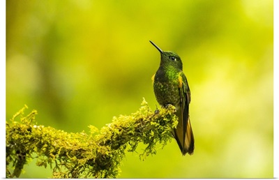 Ecuador, Guango, Buff-Tailed Coronet Hummingbird Close-Up