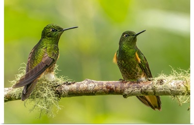 Ecuador, Guango, Buff-Tailed Coronet Hummingbirds Close-Up