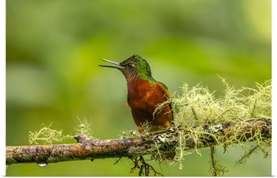 Ecuador, Guango, Chestnut-Breasted Coronet Hummingbird Close-Up