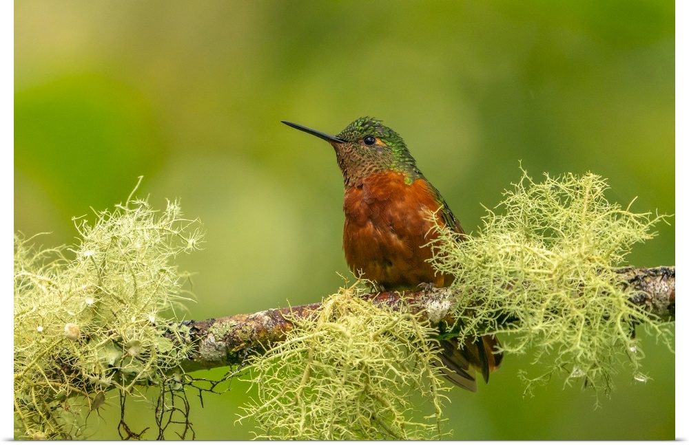 Ecuador, Guango. Chestnut-breasted coronet hummingbird close-up.