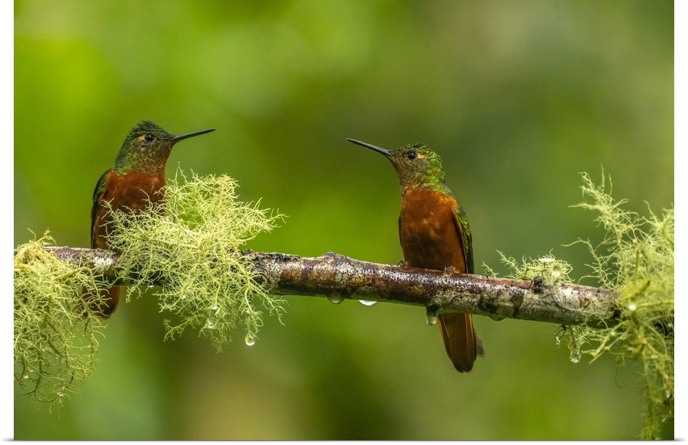 Ecuador, Guango. Chestnut-breasted coronet hummingbirds close-up.