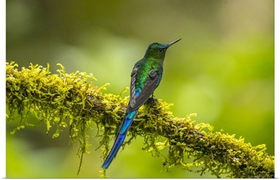 Ecuador, Guango, Long-Tailed Sylph Hummingbird Close-Up
