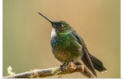 Ecuador, Guango, Tourmaline Sunangel Hummingbird Close-Up