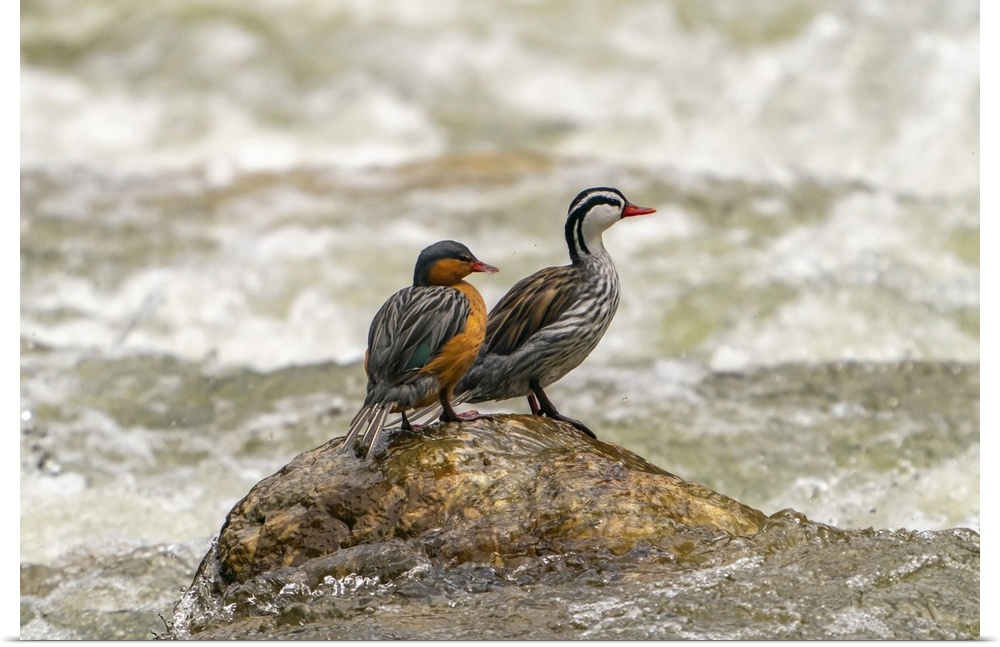 Ecuador, Guango. Two torrent ducks on rock in rushing water.