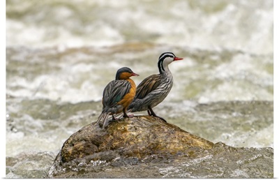 Ecuador, Guango, Two Torrent Ducks On Rock In Rushing Water
