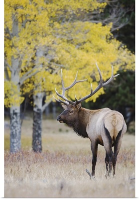 Elk, bull with aspen trees with fall colors, Rocky Mountain National Park, Colorado