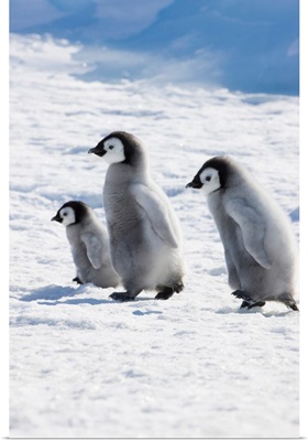 Emperor Penguin (Aptenodytes Forsteri) Chicks On Ice, Snow Hill Island, Antarctica