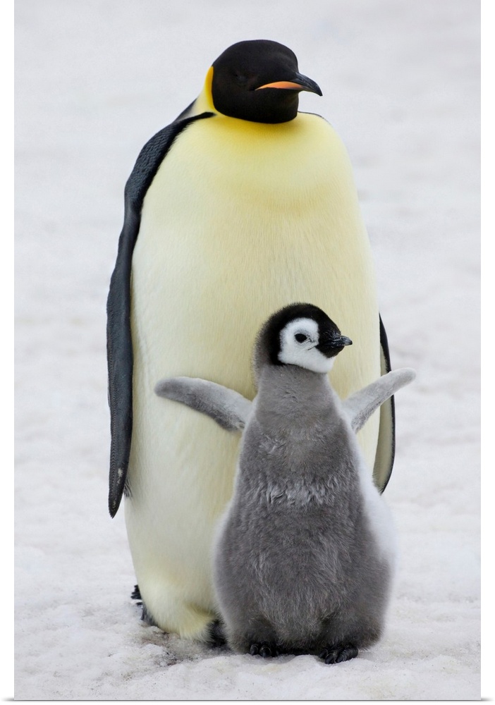 Emperor Penguin (Aptenodytes forsteri) parent with chick on ice, Snow Hill Island, Antarctica.