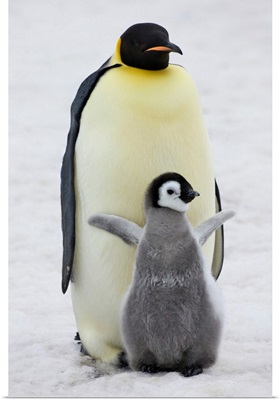 Emperor Penguin Parent With Chick, Snow Hill Island, Antarctica