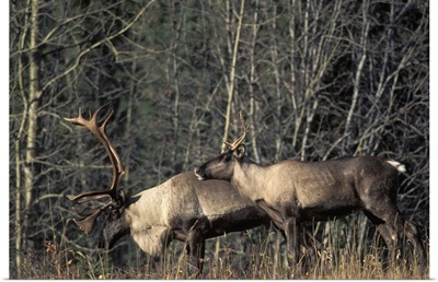 Endangered woodland caribou, bull and a cow, Southern Yukon, Canada