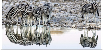 Etosha, Namibia, Africa. Reflections Zebras at a watering hole