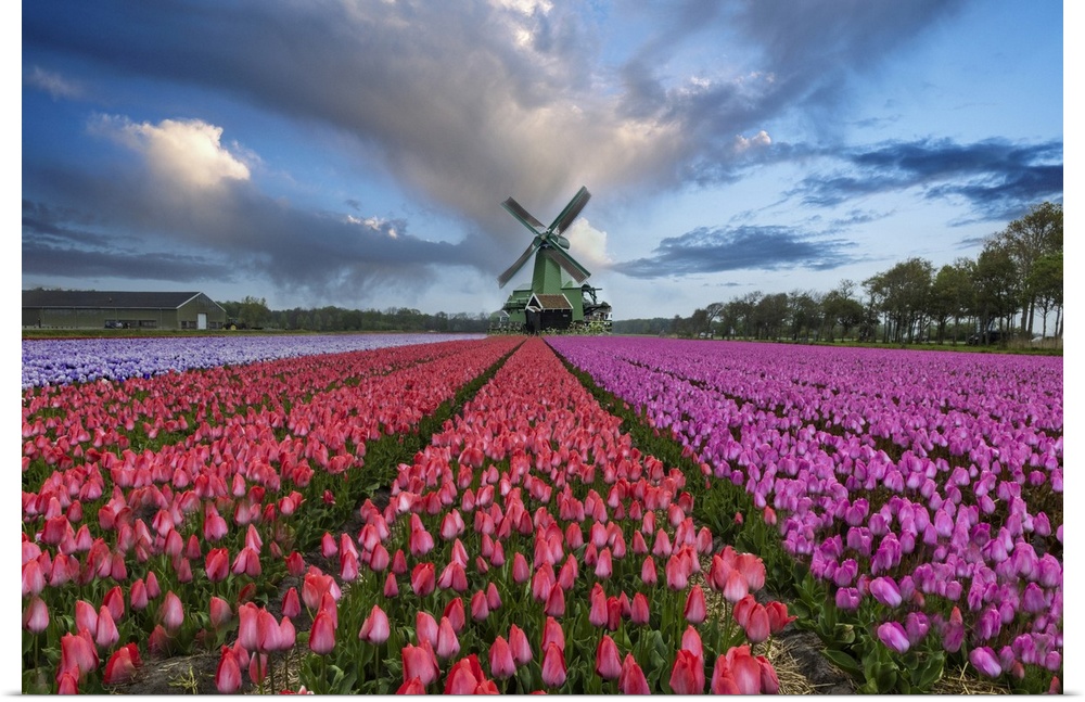 Europe, Holland. Composite of windmill and rows of tulips.