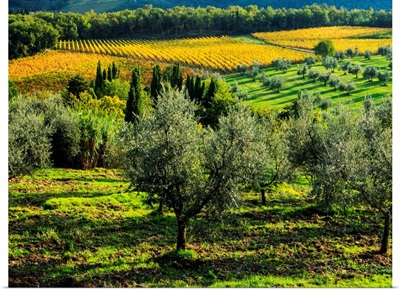 Europe, Italy, Tuscany, Chianti, Autumn Vinyards Rows With Bright Color