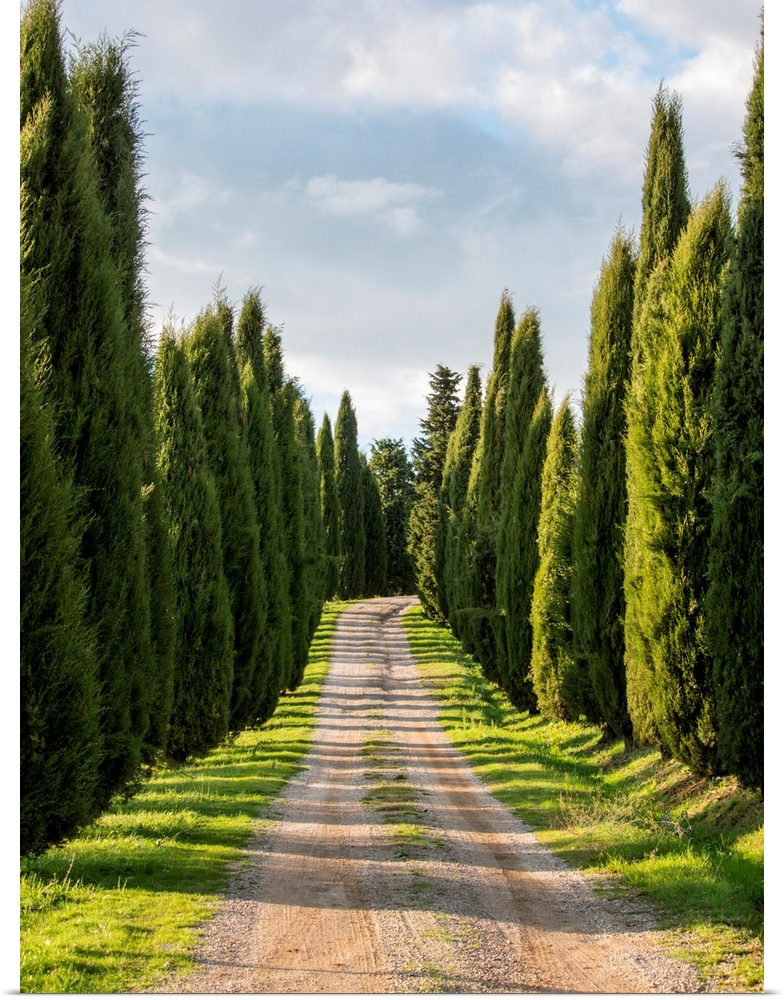 Europe, Italy, Tuscany, Long Driveway lined with Cypress trees.