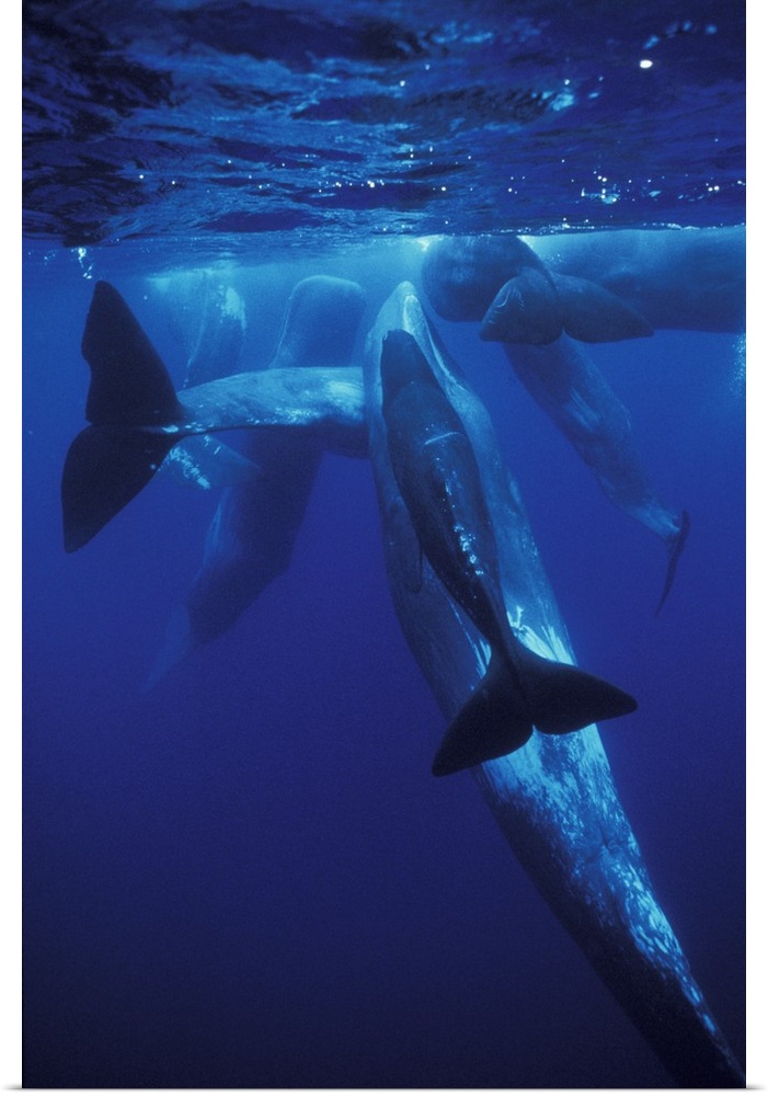 Europe, Portugal, Azores.Sperm whales