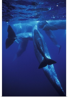 Europe, Portugal, Azores. Sperm whales