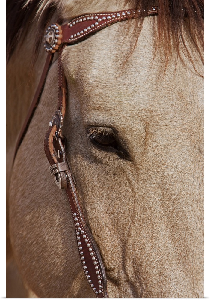 Face of a Quarter Horse in the Big Horn Mountain of Shell, Wyoming.