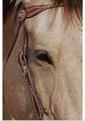 Face of a Quarter Horse in the Big Horn Mountain of Shell, Wyoming