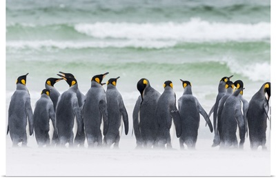 Falkland Islands. Group of King penguins marching on sandy beach towards their colony