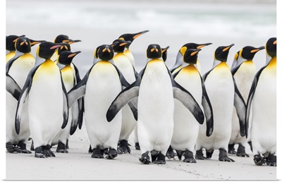 Falkland Islands. Group of King penguins marching on sandy beach towards their colony