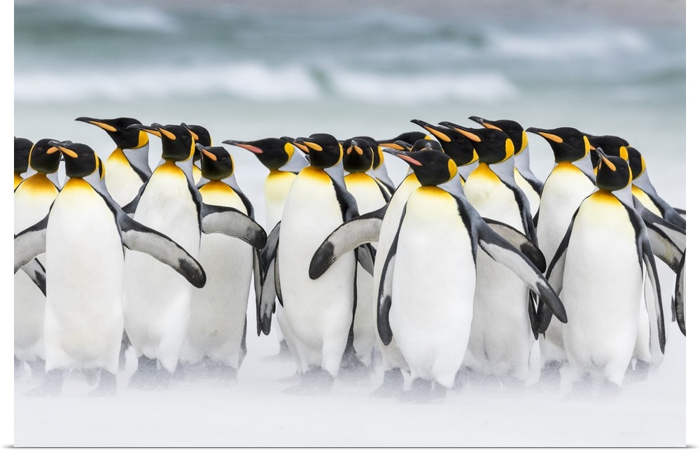 King Penguin (Aptenodytes patagonicus) on the Falkand Islands in the South Atlantic. Group of penguins marching on sandy b...