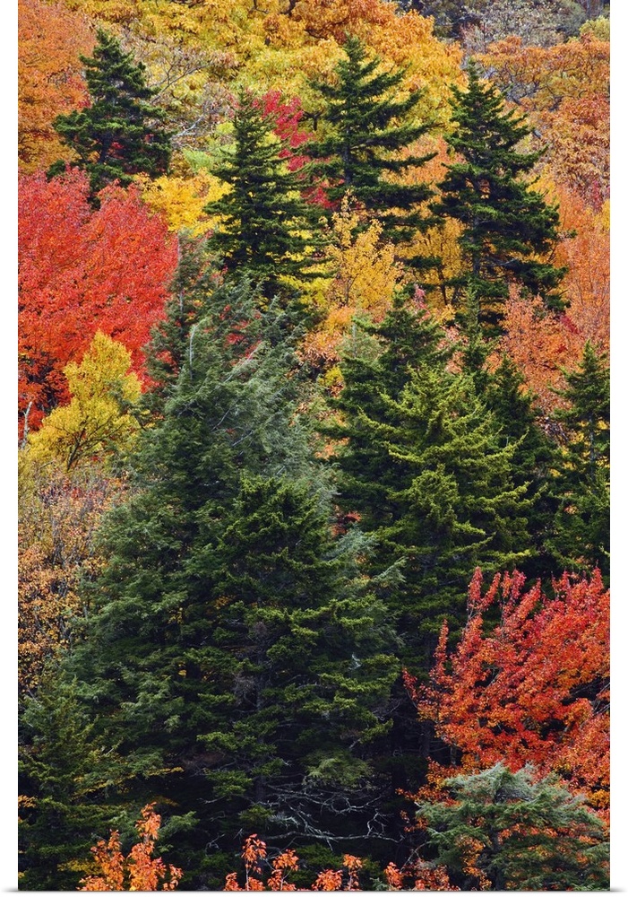Fall colors in the southern Appalachian Mountains near Grandfather Mountain, North Carolina