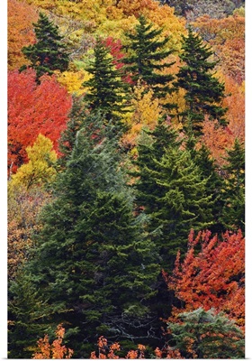Fall colors in the Appalachian Mountains, North Carolina
