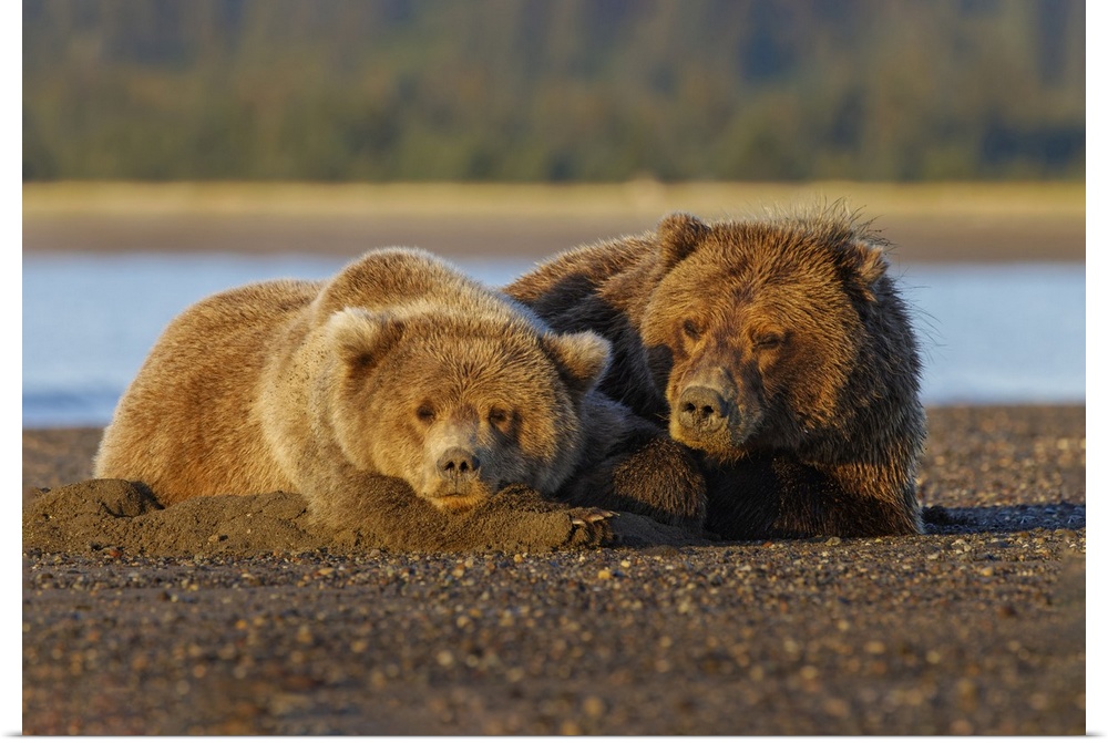 Adult female grizzly bear and cub sleeping together on beach at sunrise, Lake Clark National Park and Preserve, Alaska. Un...