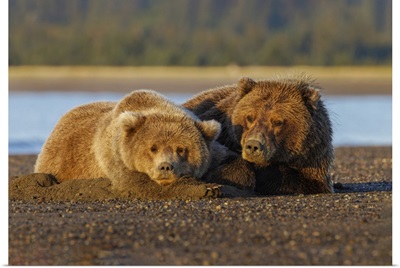 Female Grizzly Bear And Cub, Sunrise, Lake Clark National Park And Preserve, Alaska