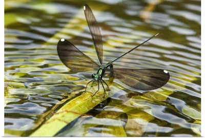 Female Sparkling Jewelwing displays while perched on a waterplant leaf