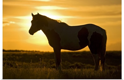 Feral Horse in grass at sunset, sagebrush country east of Cody, Wyoming