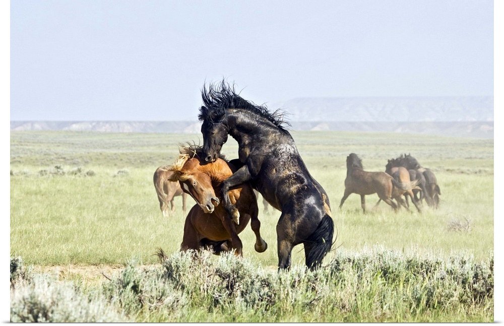 Feral Horses (Equus caballus) fighting, east of Cody, Wyoming.