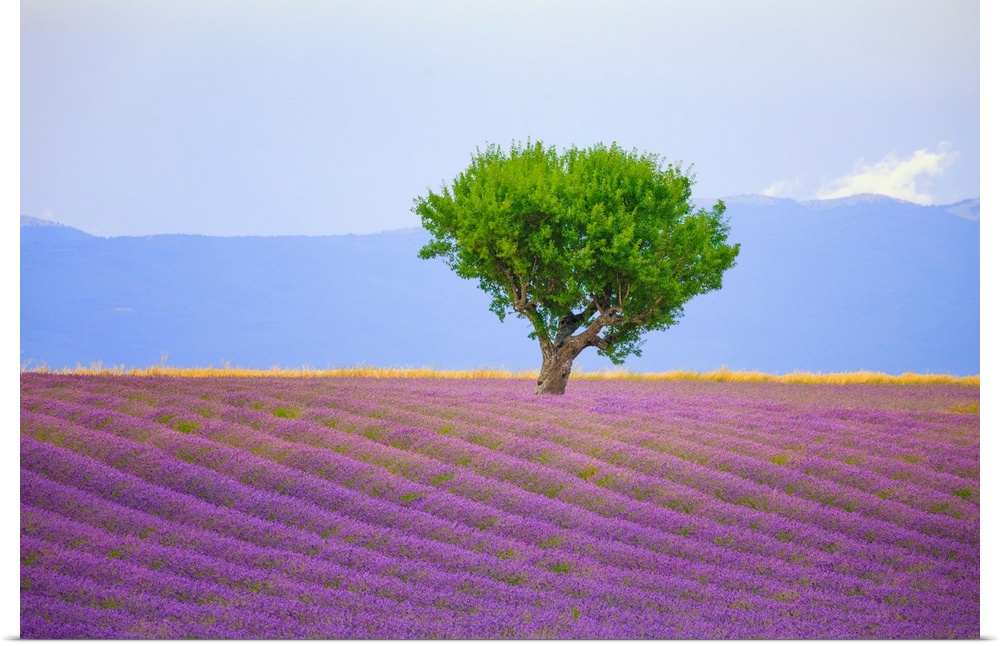 France, Provence, Valensole Plateau. Field of lavender and tree. Credit: Jim Nilsen