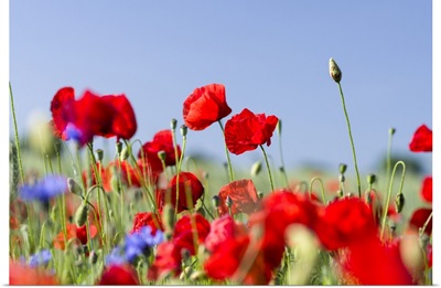 Field With Poppy And Conrflowers, Usedom, Germany