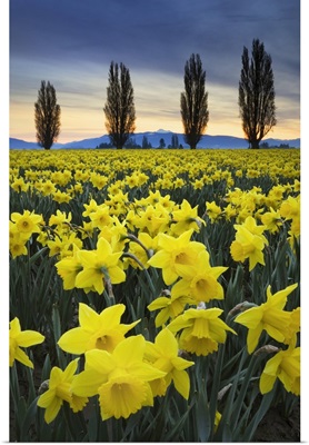 Fields Of Yellow Daffodils In Late March, Skagit Valley, Washington State