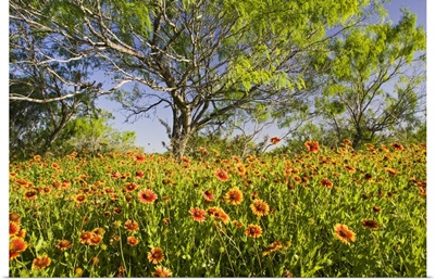 Firewheels wildflowers growing in mesquite trees